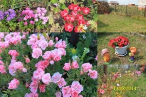 Конкурс «На лучший участок придомовой территории»