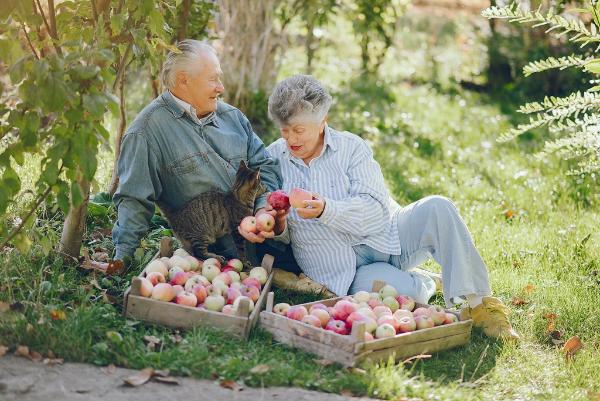 Отделение СФР по Республике Татарстан выплачивает надбавку за длительный стаж работы в сельском хозяйстве более 43 тысячам жителей региона Отделение СФР по Республике Татарстан выплачивает надбавку за длительный стаж работы в сельском хозяйстве более 43 тысячам жителей региона